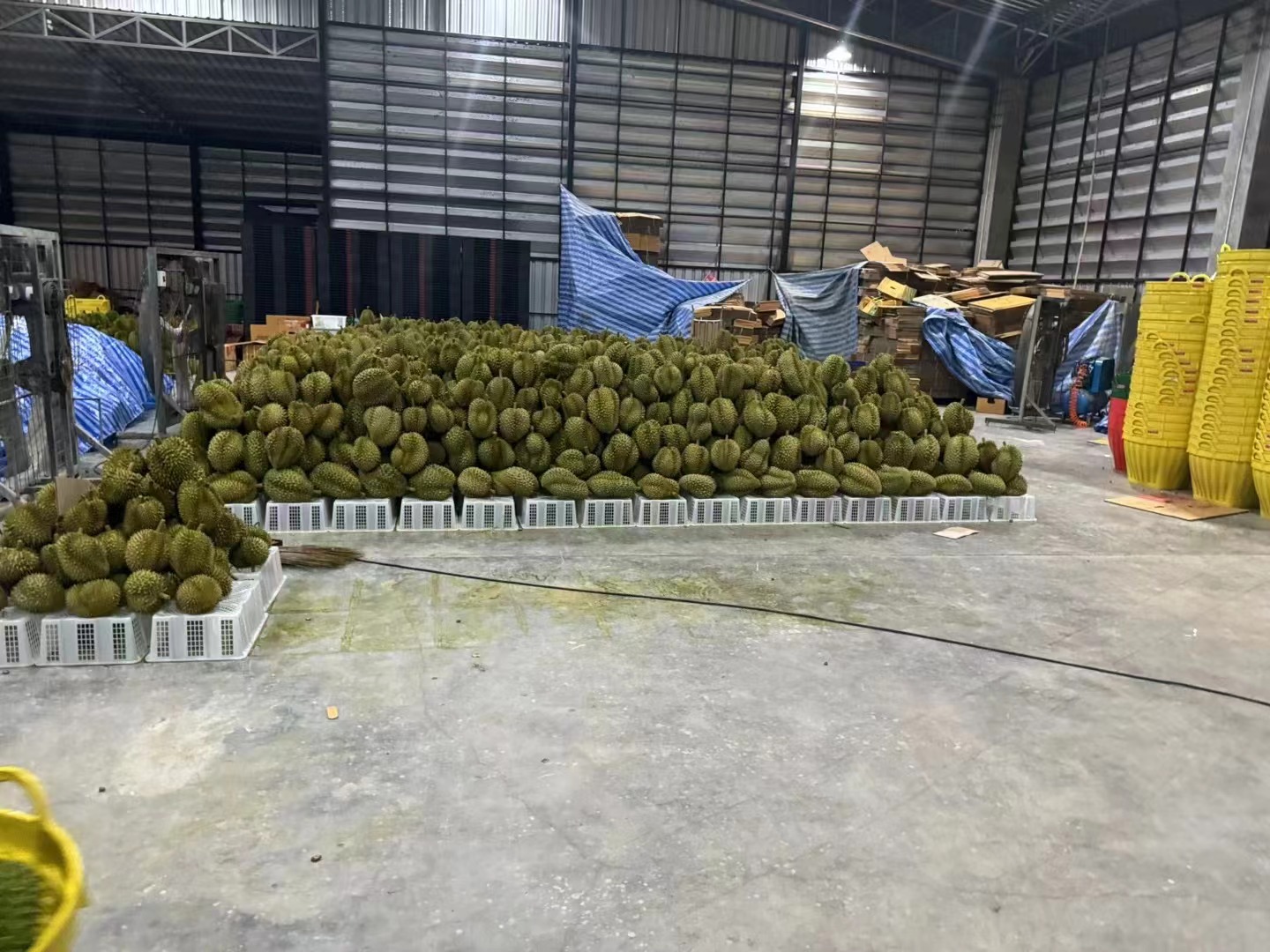 米先生品牌货源提供越南进口水果之类 榴莲 毛荔枝 菠萝蜜