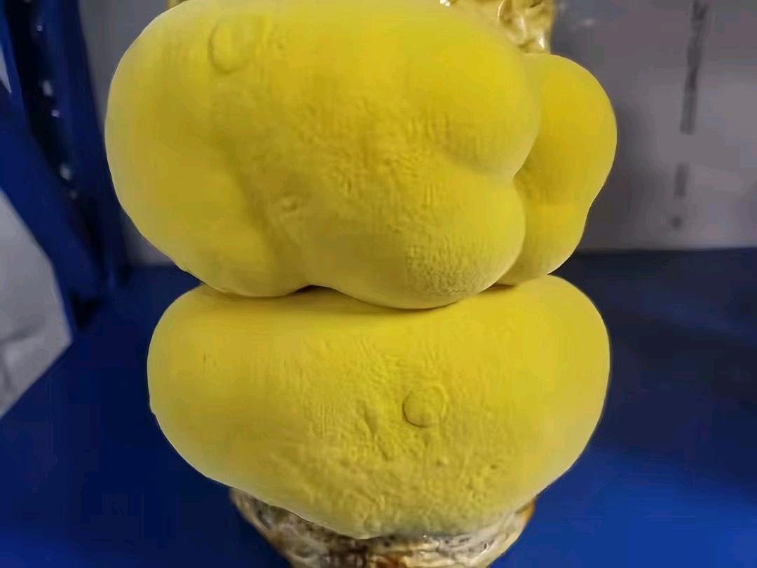 张女士找合伙人寻找桑黄种植合作，提供技术培训与产销一体化支持