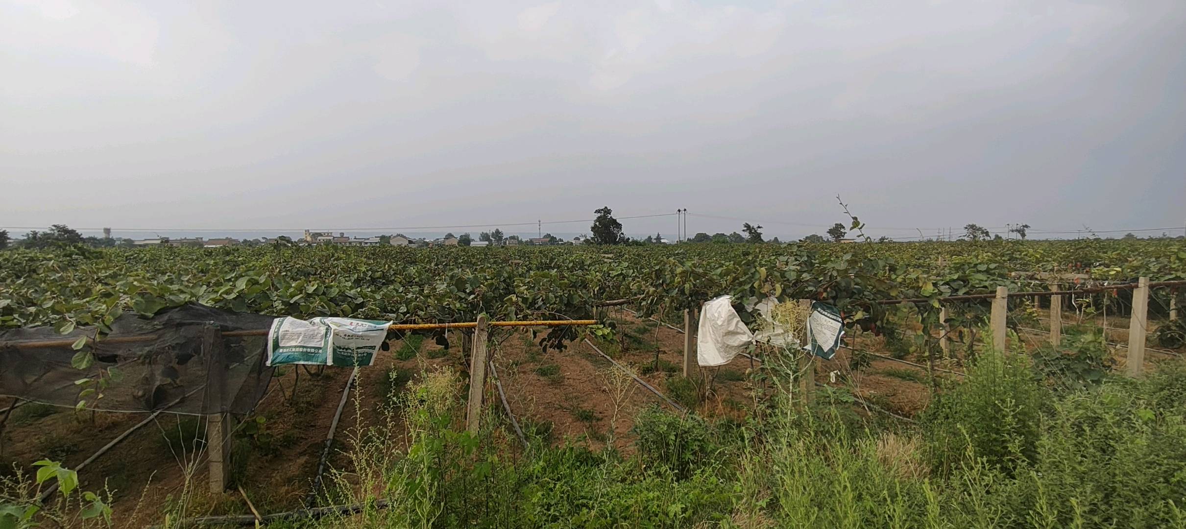付超品牌货源自家猕猴桃基地，寻找销售渠道