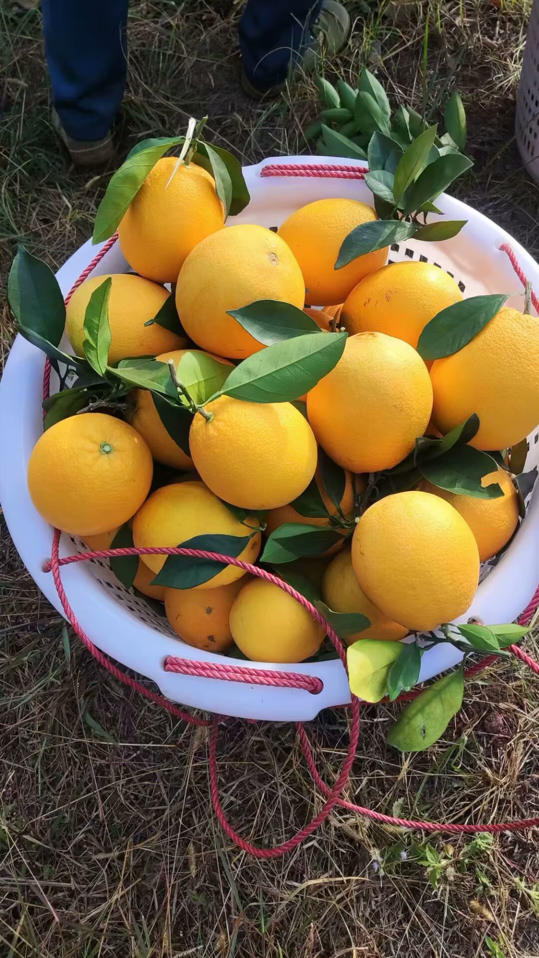 王有龙品牌货源