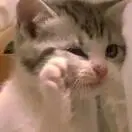 张鹏