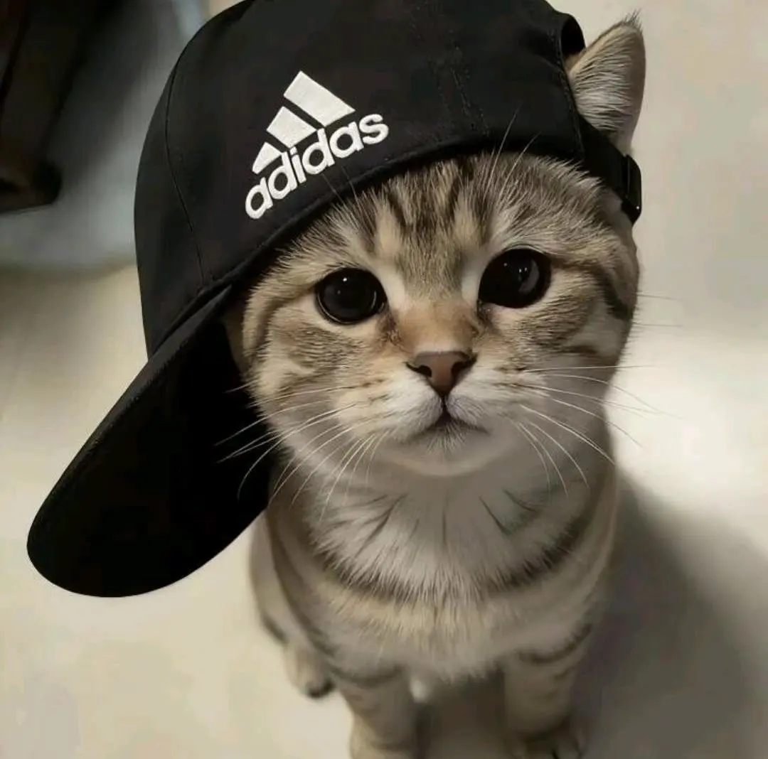 陈桉淇