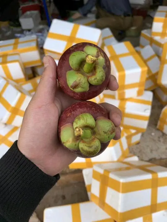 桑先生泰国山竹