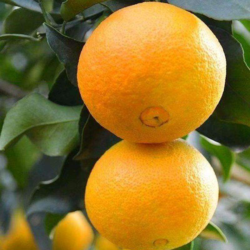 张波品牌货源四川爱媛38果冻橙产地代收 一条龙服务