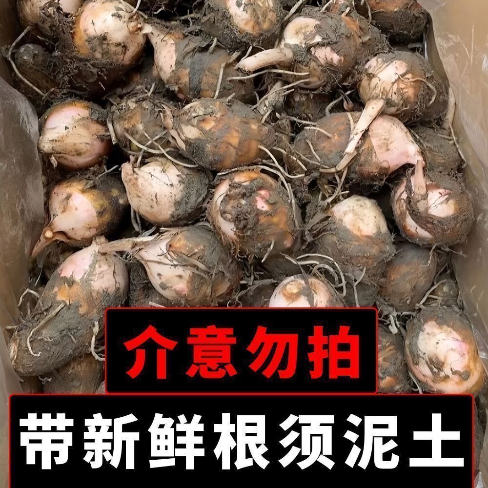 余良成品牌货源正宗红芽芋头新鲜芋艿芋子现挖香甜农家红芽芋当季小毛香芋批发