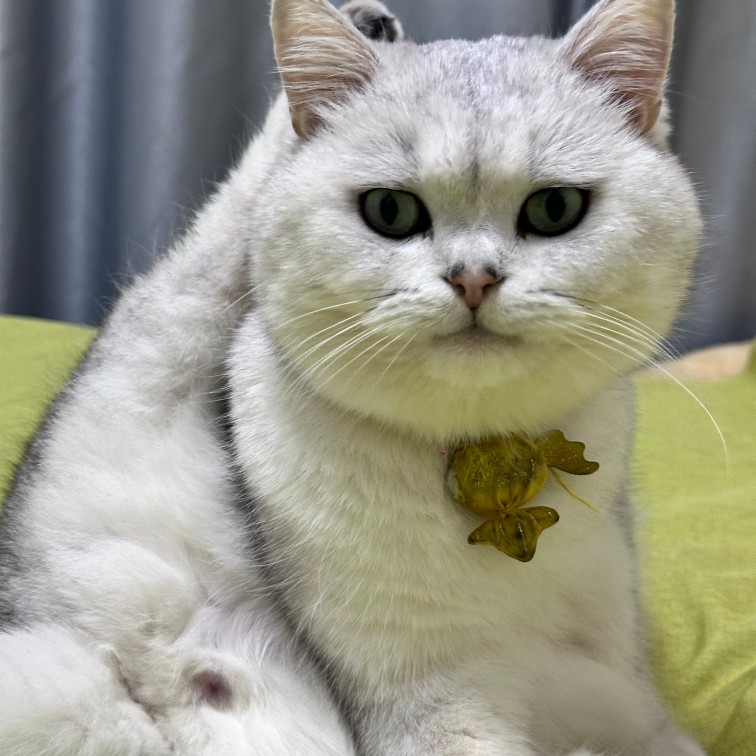 张斌杰