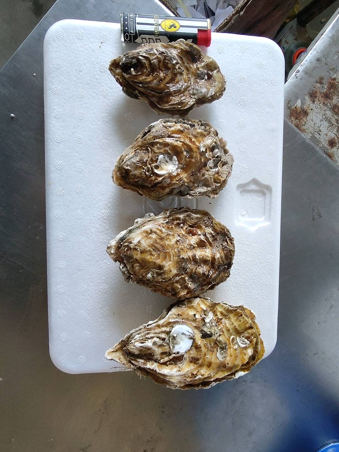 于晓阳品牌货源乳山牡蛎，生蚝，寻求全国各区域各种模式合作