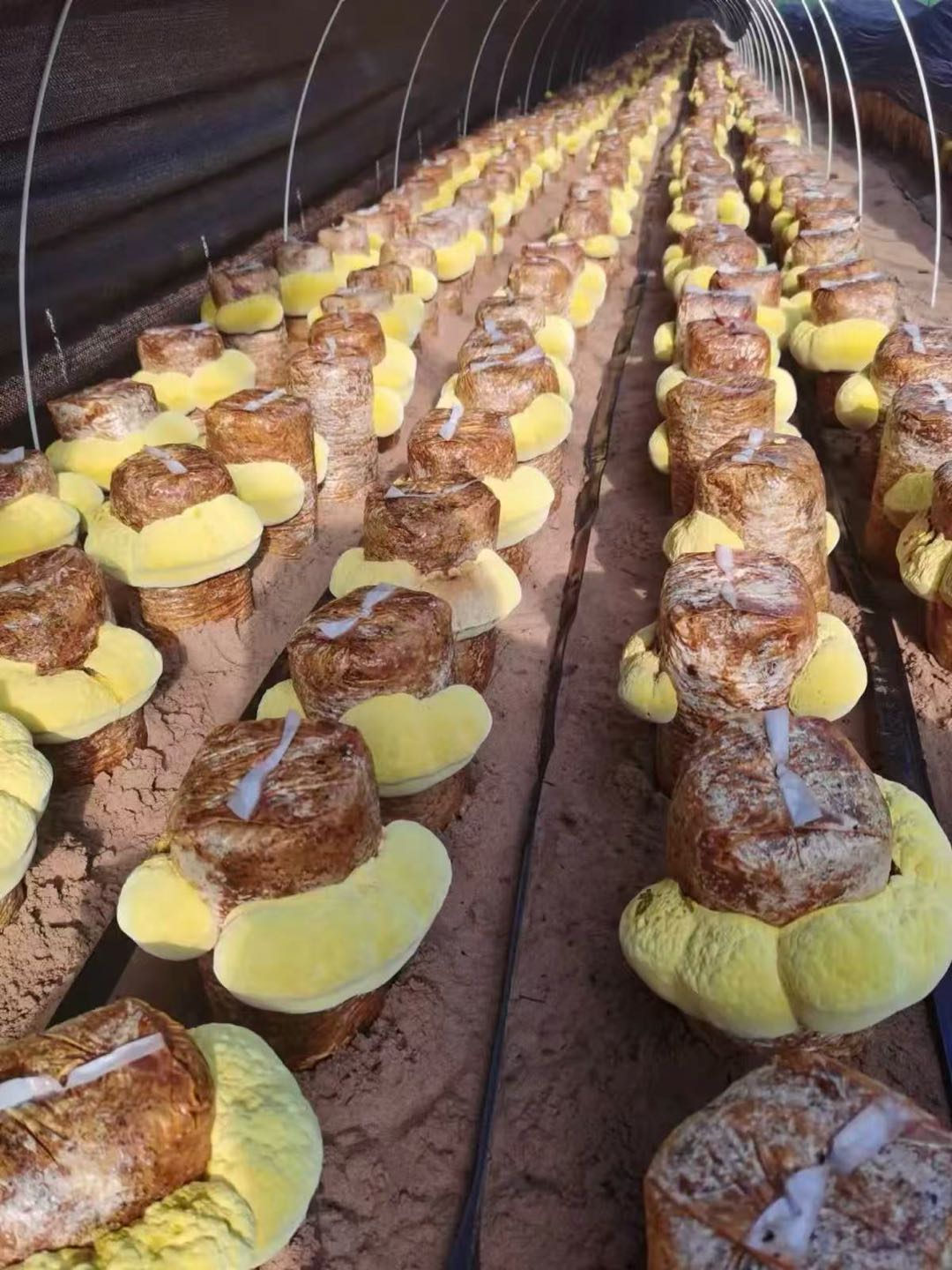 厉女士寻找桑黄种植合作，提供技术培训与产销一体化支持