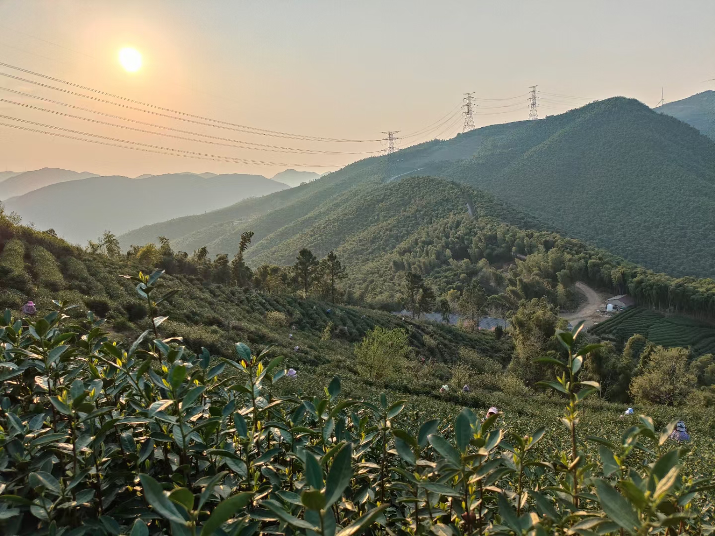 韩梓彬品牌货源提供安吉白茶，莫干黄芽，优质明前茶