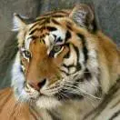 u客直谈实名认证易先生