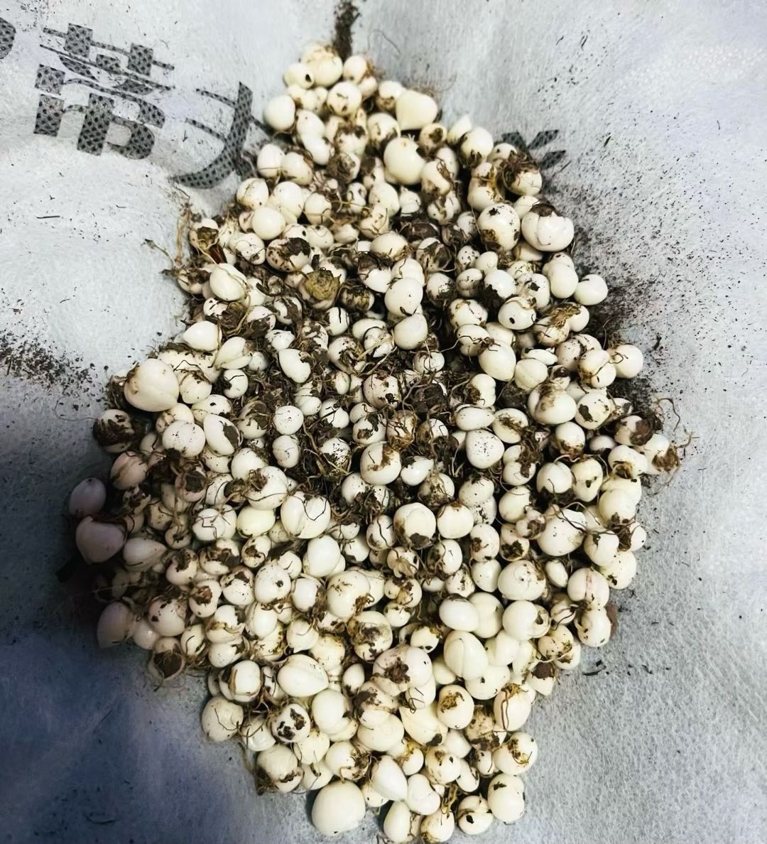 次仁拉姆帮我做代理 赚差价