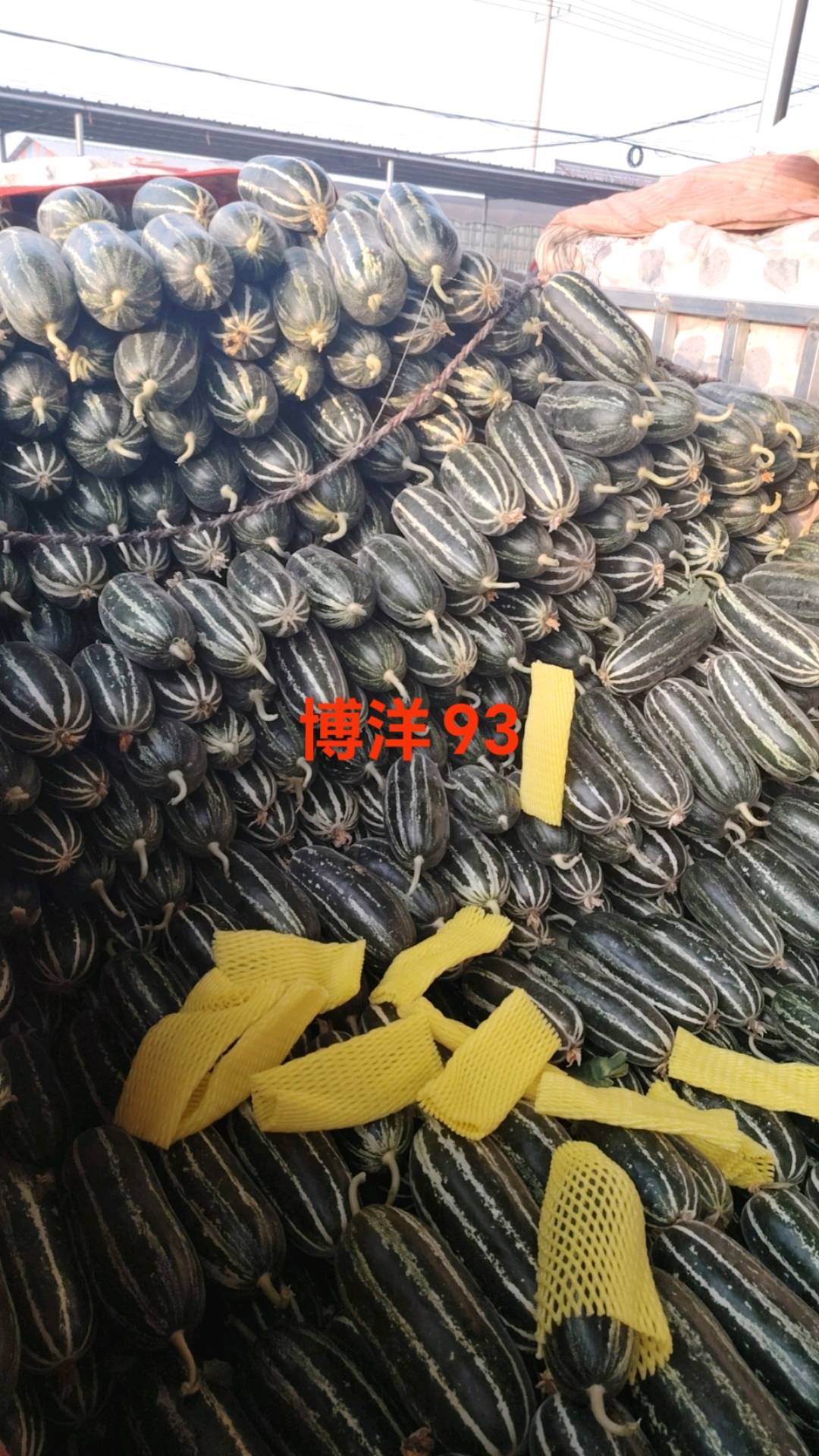 苏先生新乐甜瓜大量上市，寻求采购商前来采购，另外寻求水果批发群，可以合作