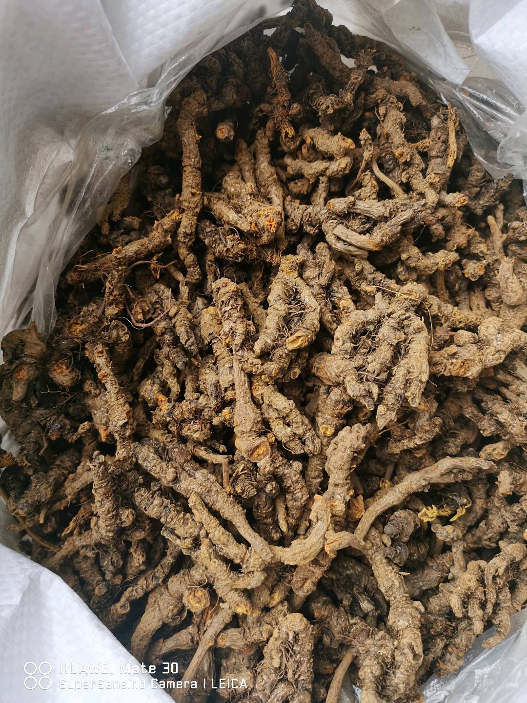 刘林东中国重庆市石柱县黄水黄莲
