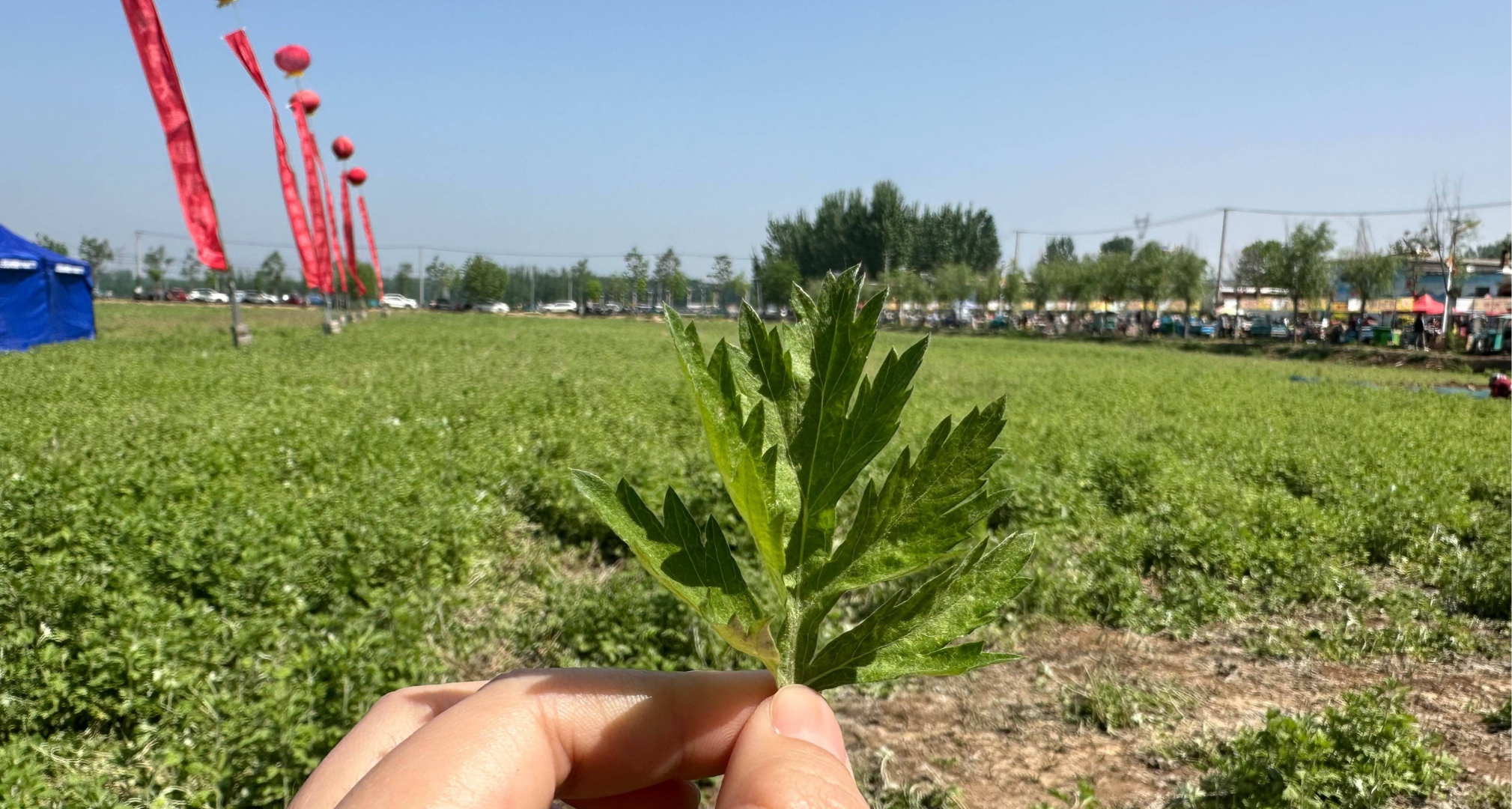 李先生品牌货源国企品质，源头种植加工基地，主要产品艾条艾柱及各类艾衍生品