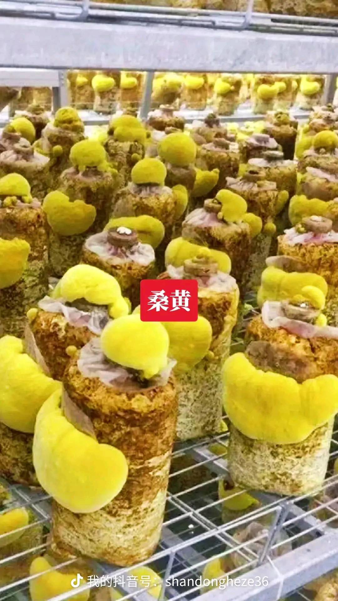 张女士寻找桑黄种植合作，提供技术培训与产销一体化支持