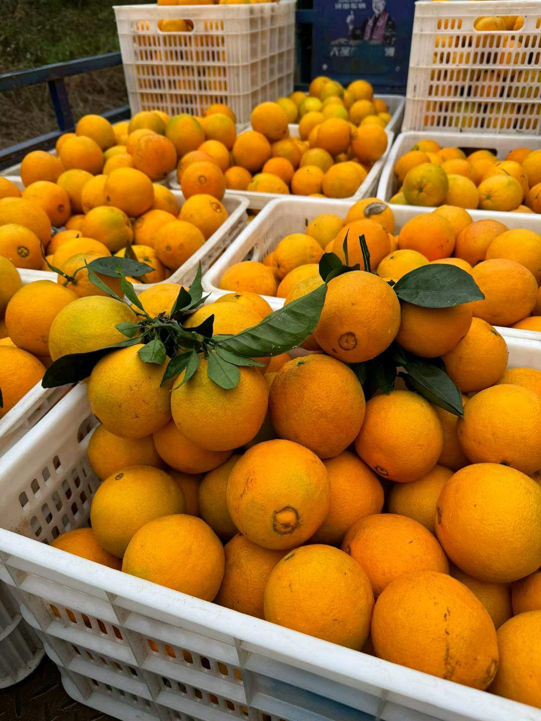 钟晓明品牌货源正宗赣南脐橙，果园直发，全国招代理，零门槛，一件代发