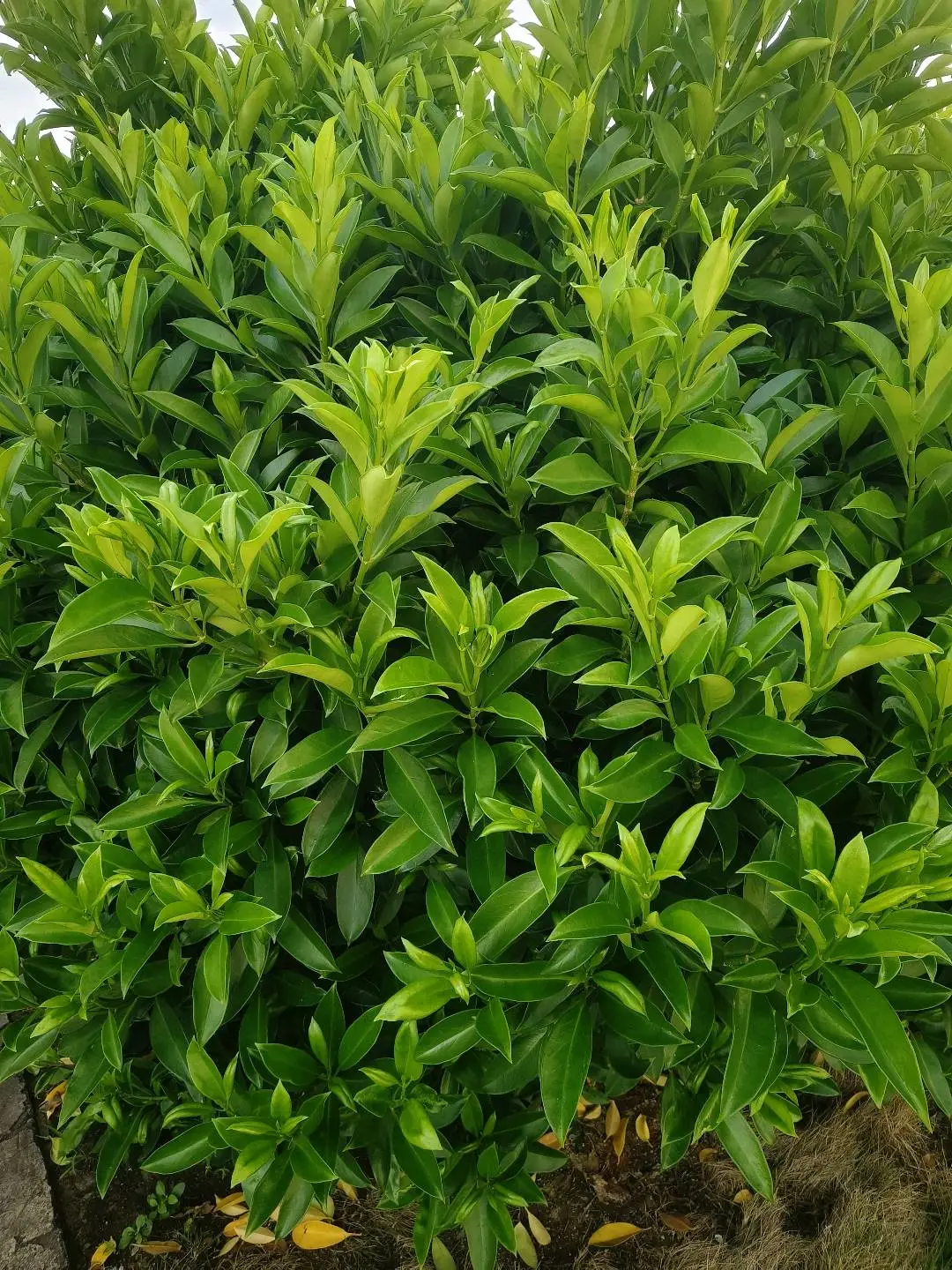 柳先生
