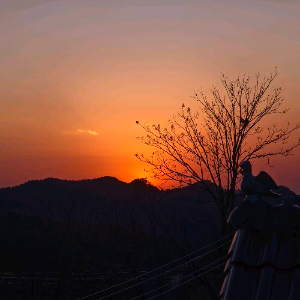 杜季阳