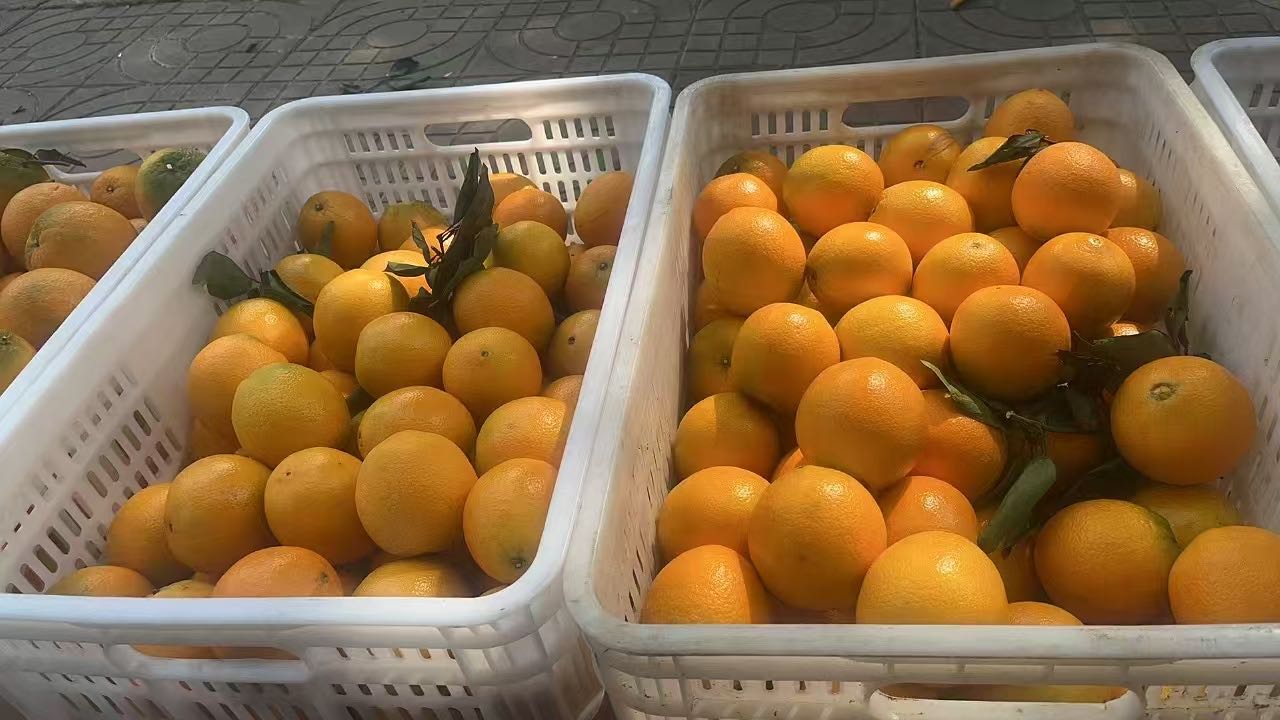 陈先生品牌货源
