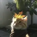 梁女士头像