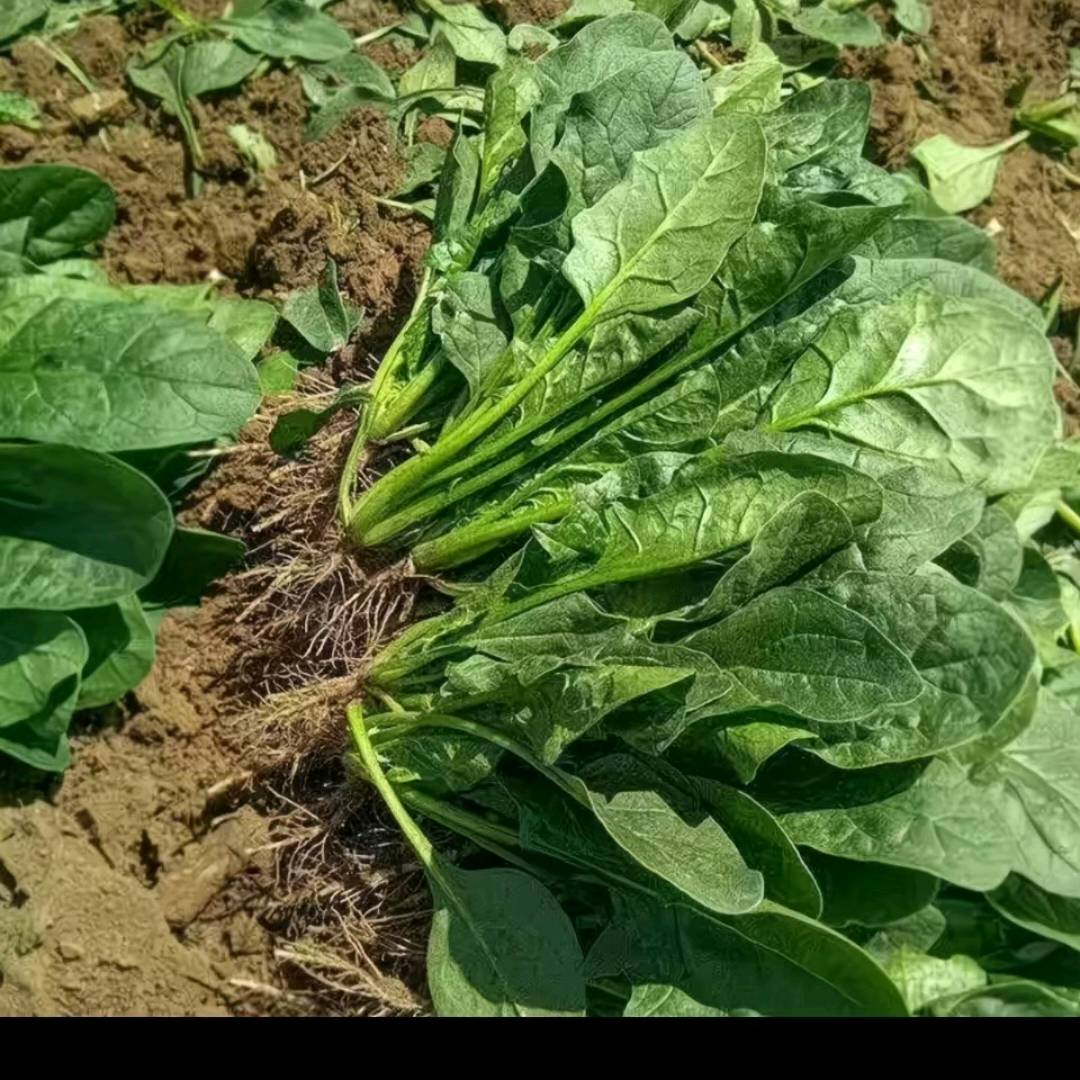 周先生品牌货源