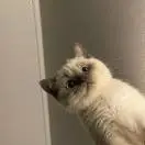 宁先生