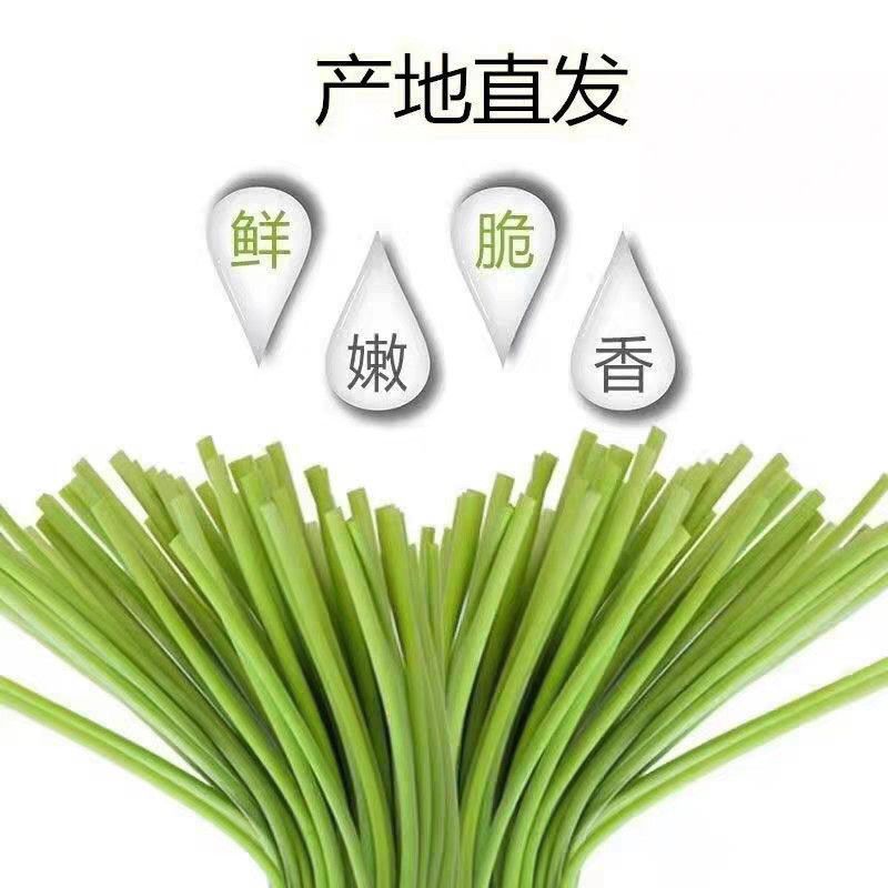 裴文杰品牌货源怀甄生鲜品牌源头产地直发优质头茬鲜嫩红帽蒜台批发