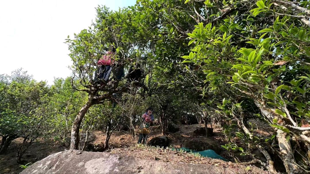 罗重飞品牌货源