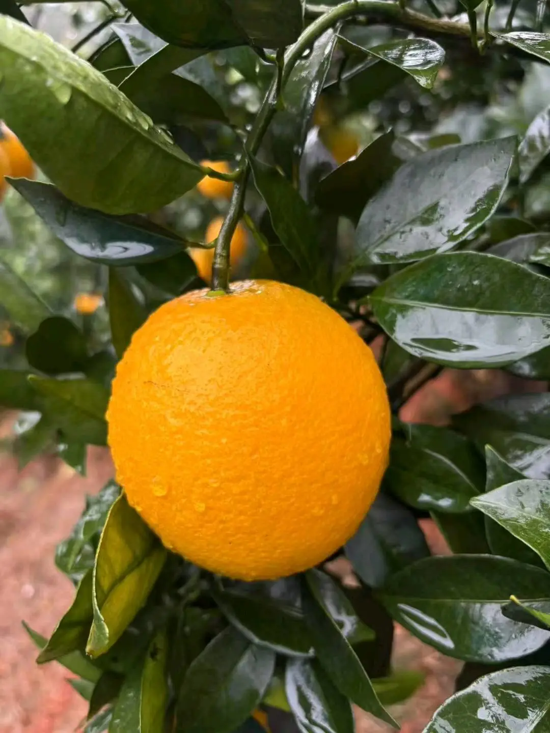 上先生正宗赣南脐橙,产地直发,全国招募代理,零门槛,一件代发