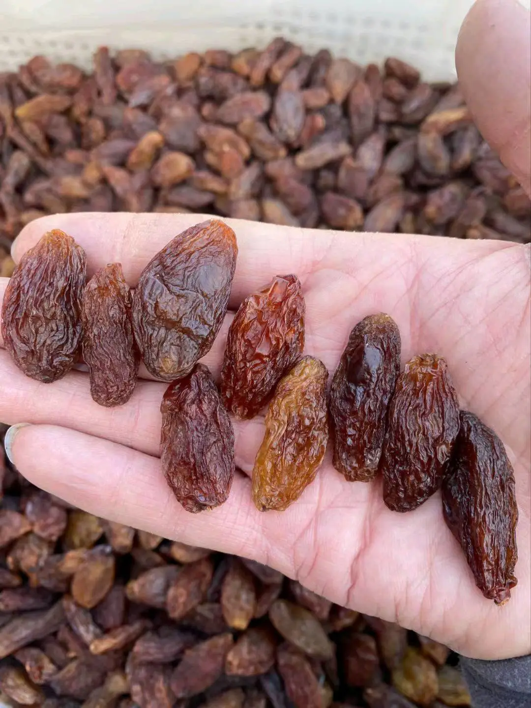 程先生品牌货源提供新疆特产各类葡萄干,小白杏,鲜参,大枣等,寻找批发、零售及采购合作