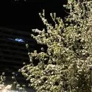 林亚楠