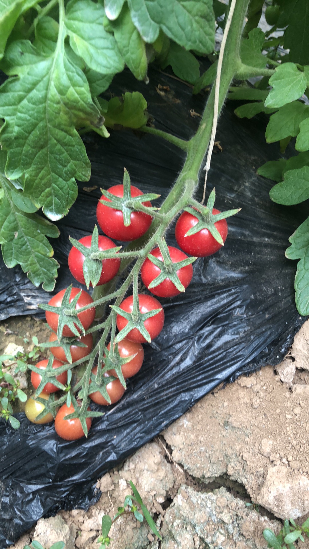 王先生找合伙人种植蔬菜基地 收益长久稳定