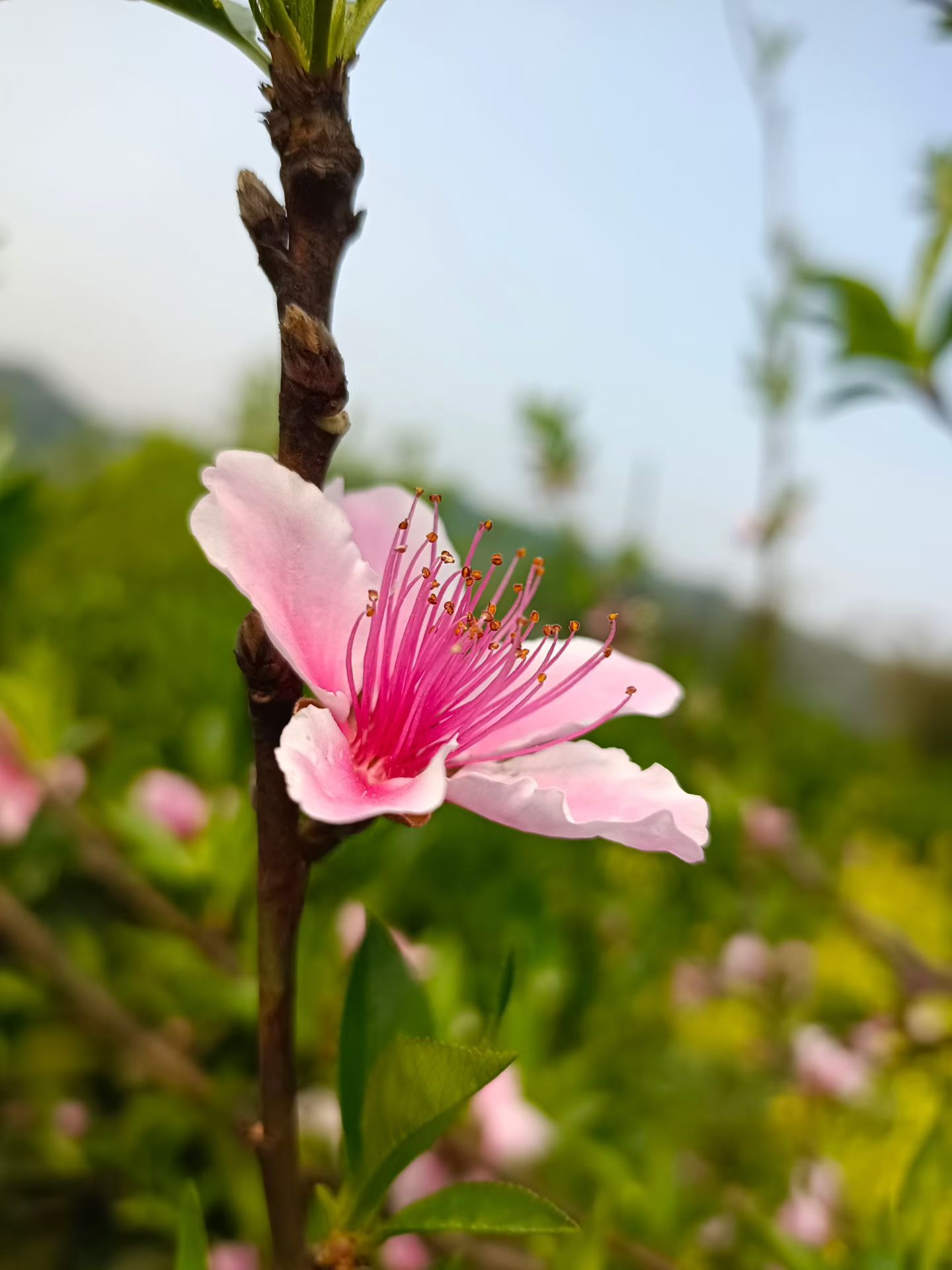 袁富芳找合伙人小说推文免费带，拉新8元，0粉可做