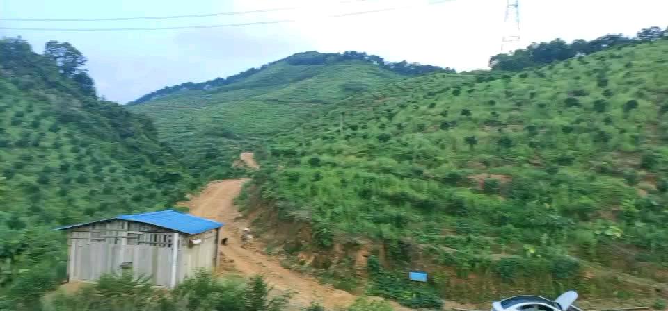 陈先生其他供需400余亩山地林地寻合伙人/承租客户