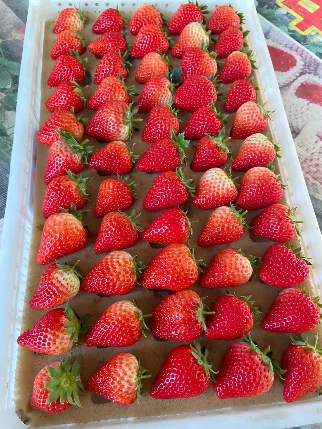 米吉勇丹东九九草莓产地直发