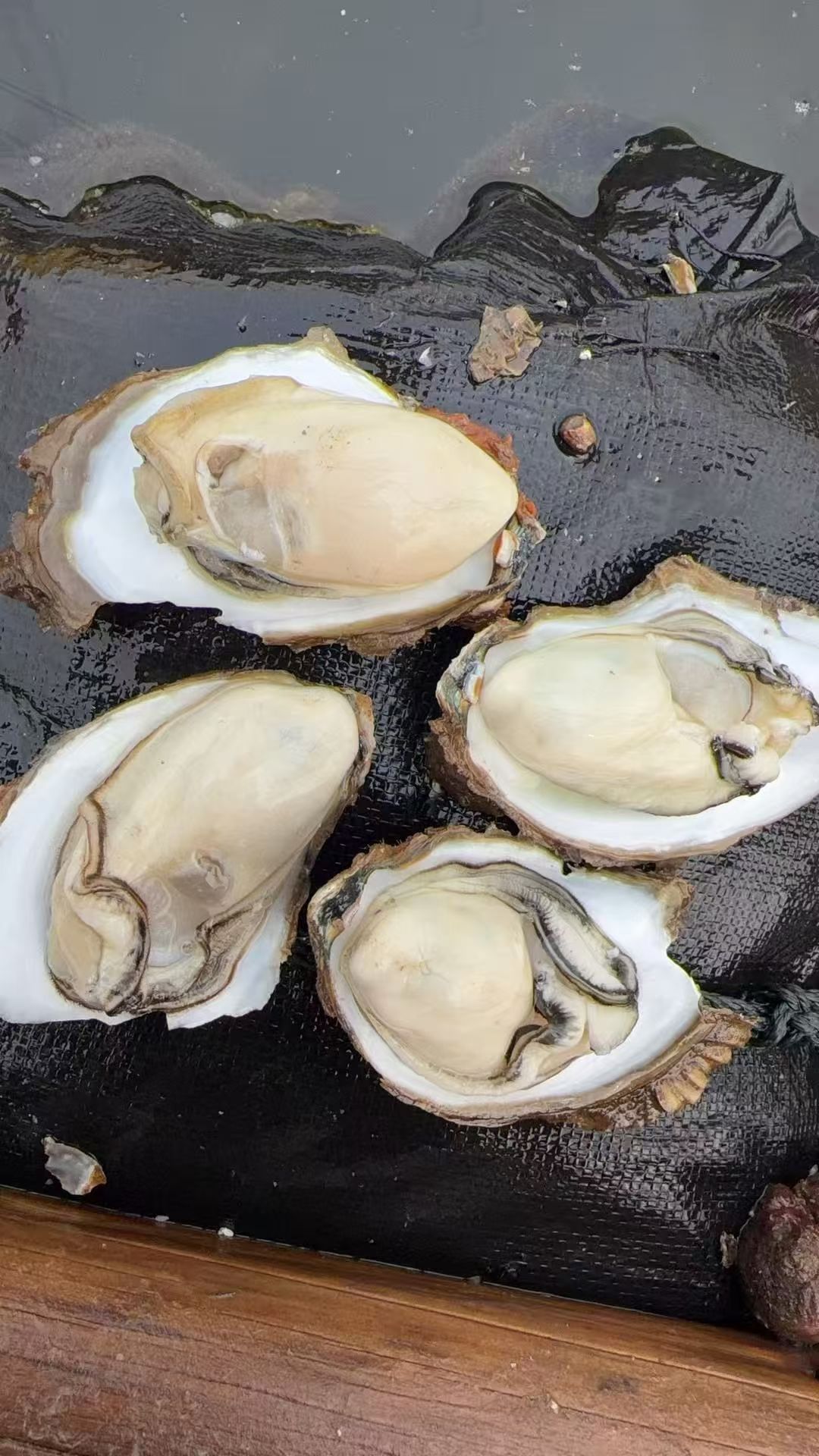 禤大源品牌货源广西钦州三墩生蚝