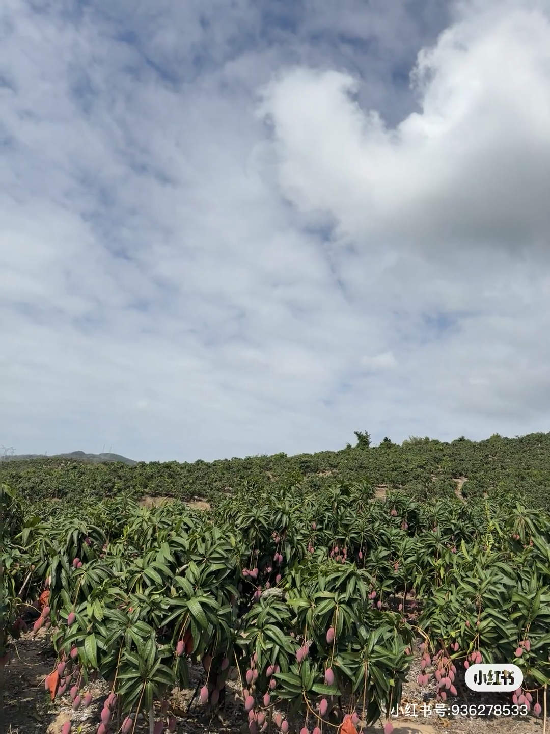 唐先生优质甲方代收各种海南水果蔬菜一条龙服务