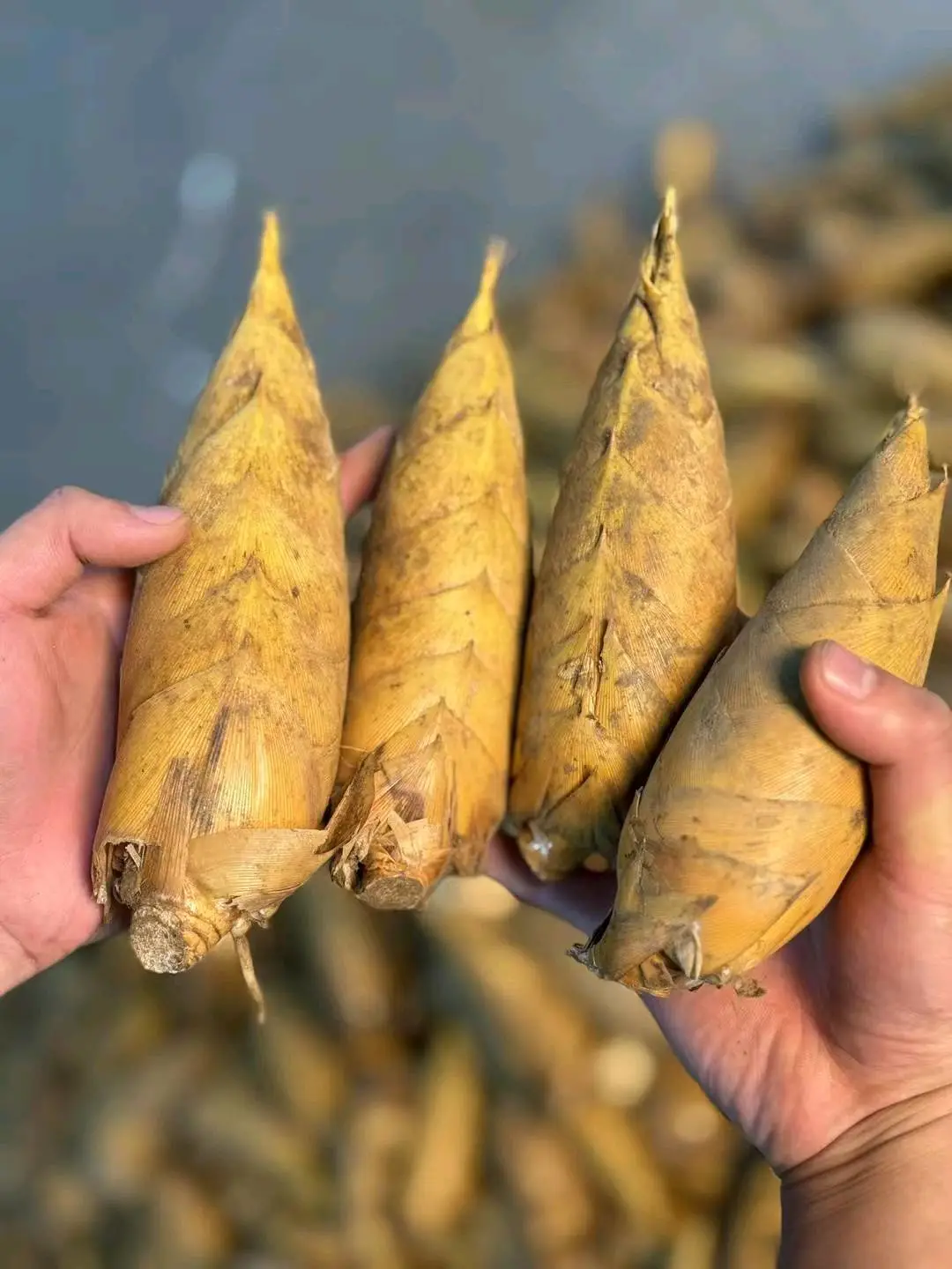 欧先生找合伙人寻农村冬笋收购商合作