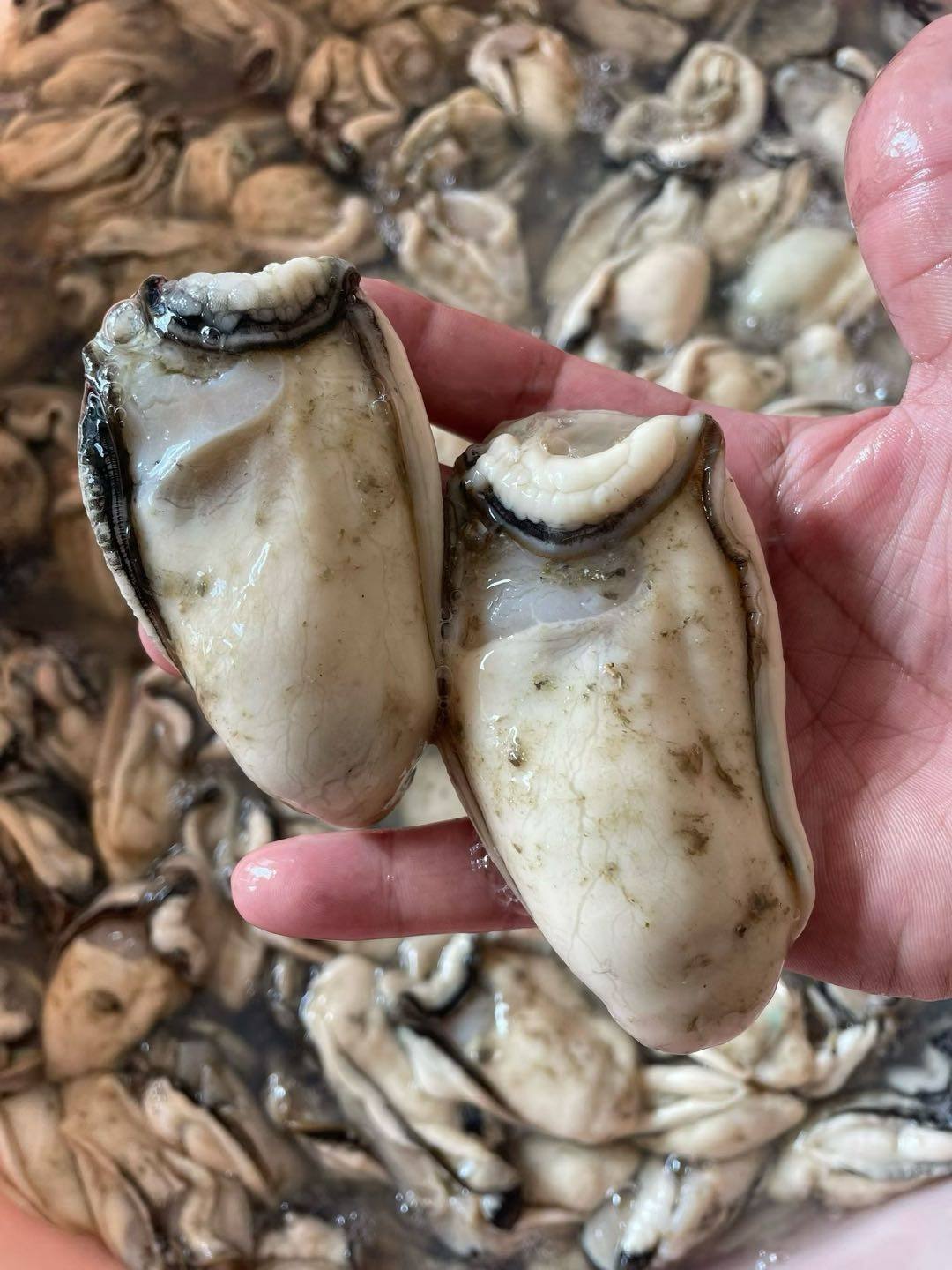 罗金权品牌货源高品质生鲜产品找异业合作