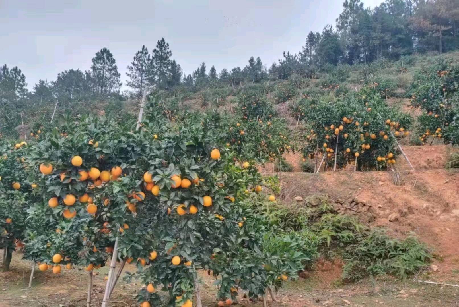曹先生品牌货源