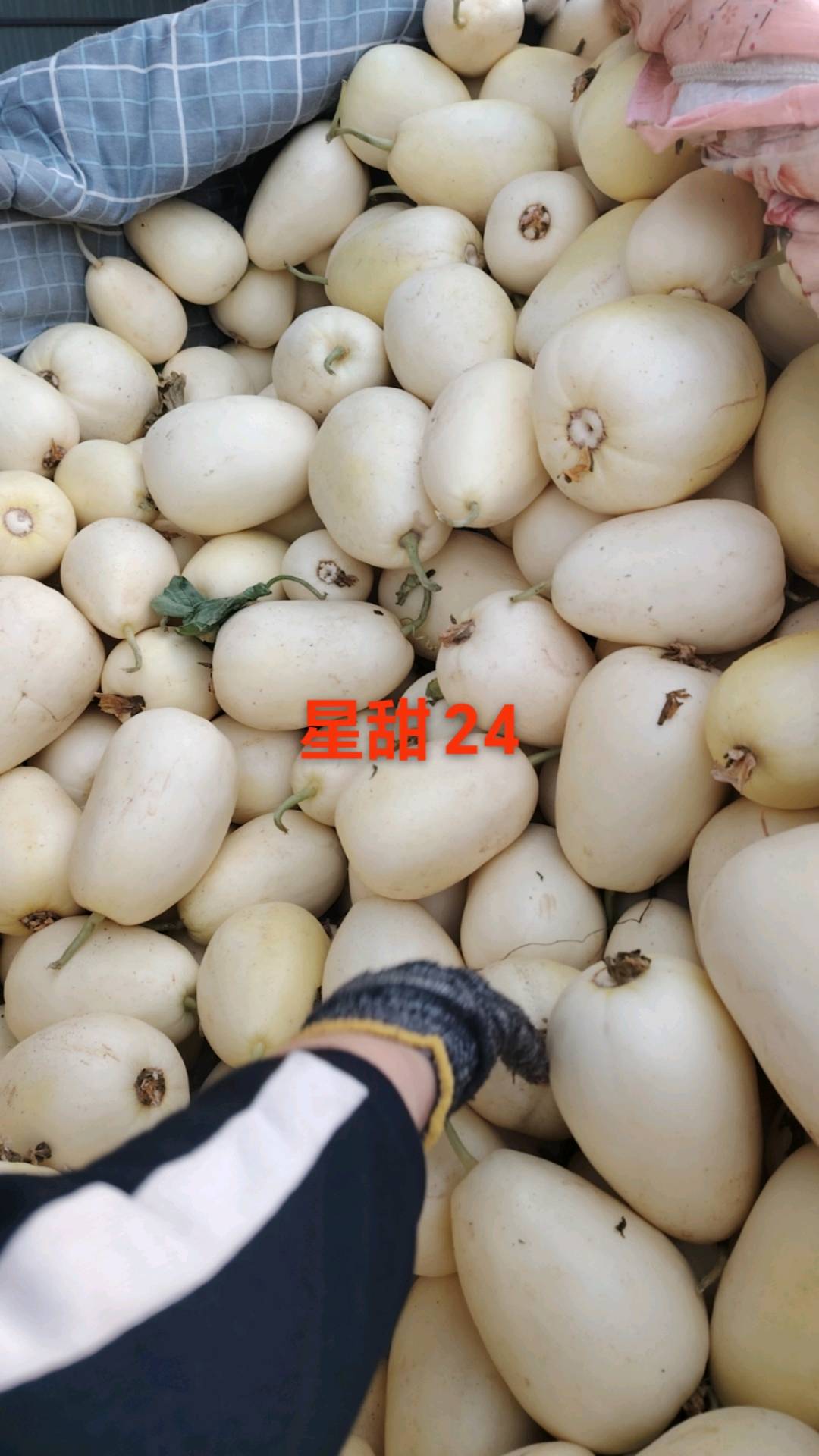 苏先生品牌货源