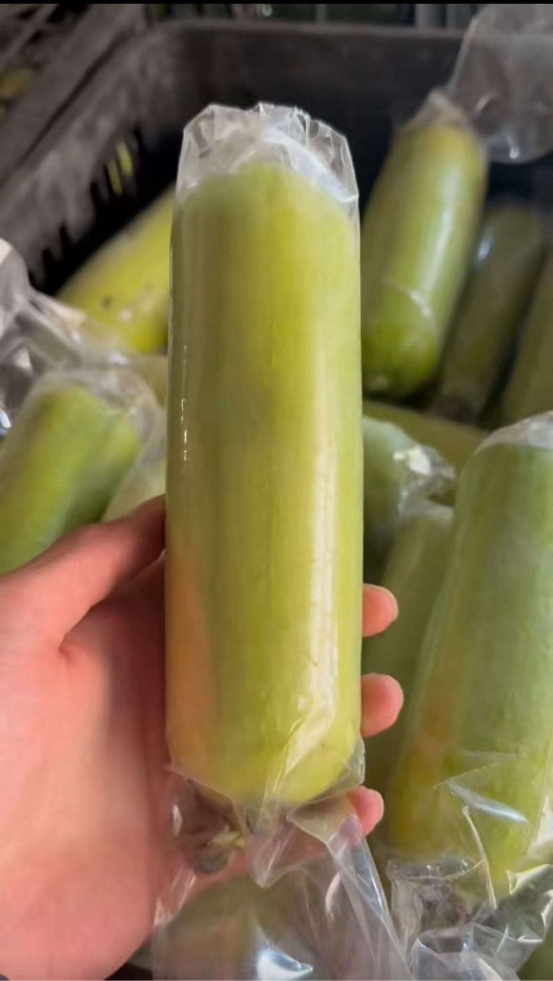 黄光颖品牌货源