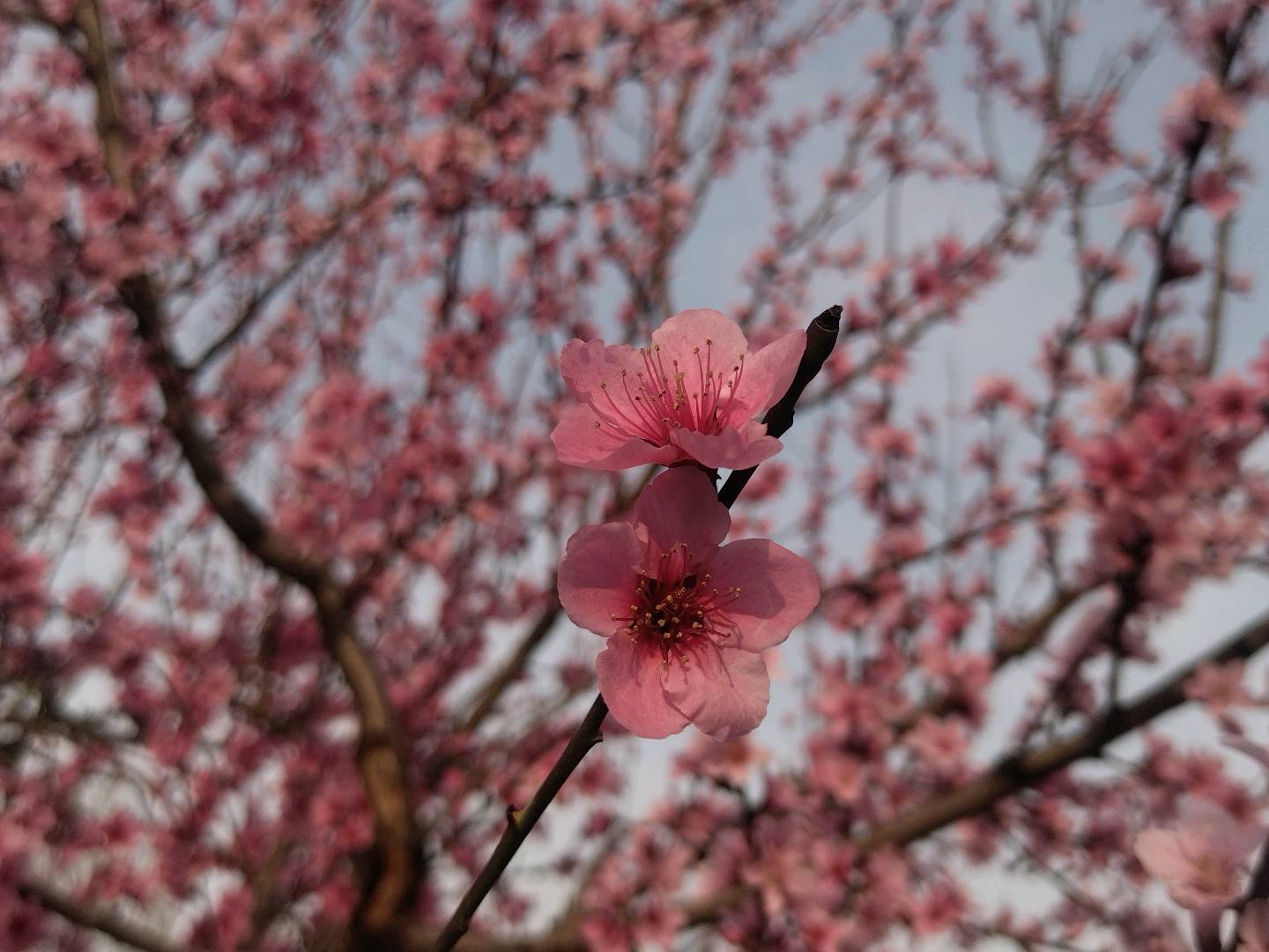 王先生找合伙人做问卷赚钱