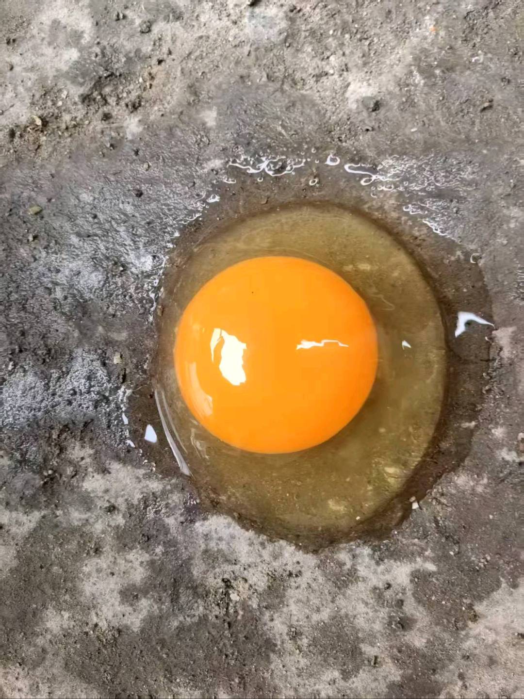 李军绿壳土鸡蛋