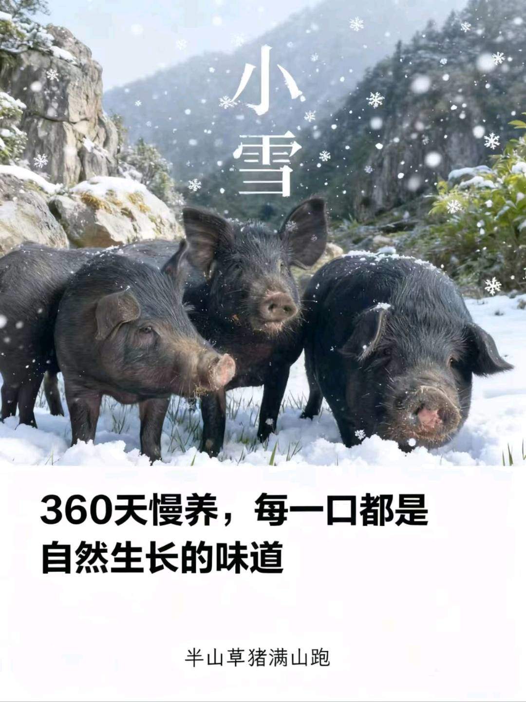 闫金东品牌货源散养黑猪肉