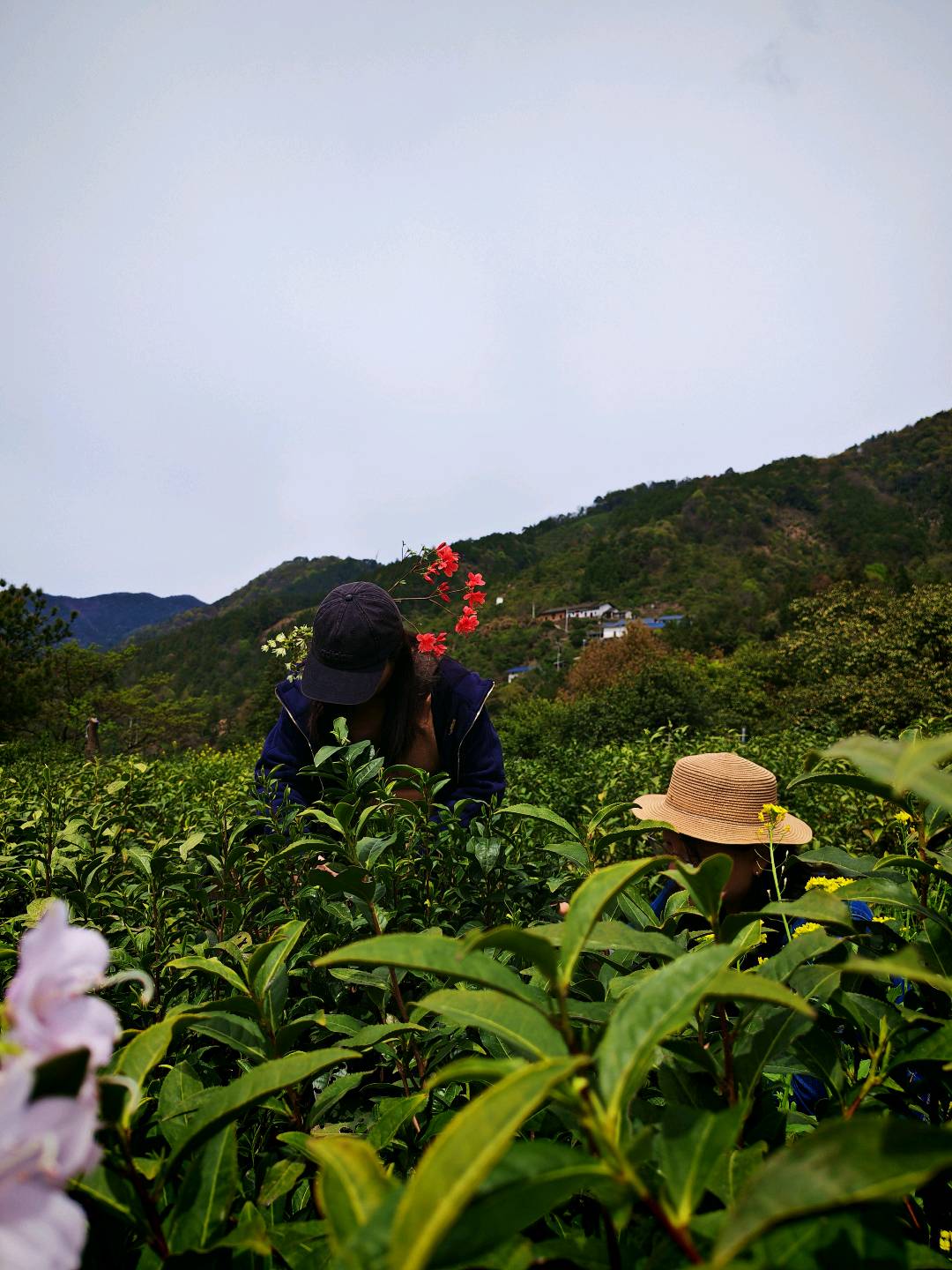 桂成祁门红茶、黄山毛峰高品质茶叶源头