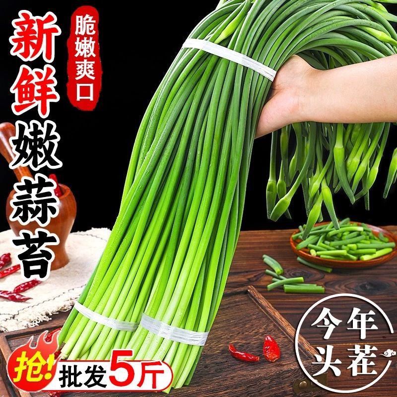 裴文杰怀甄生鲜品牌源头产地直发优质头茬鲜嫩红帽蒜台批发