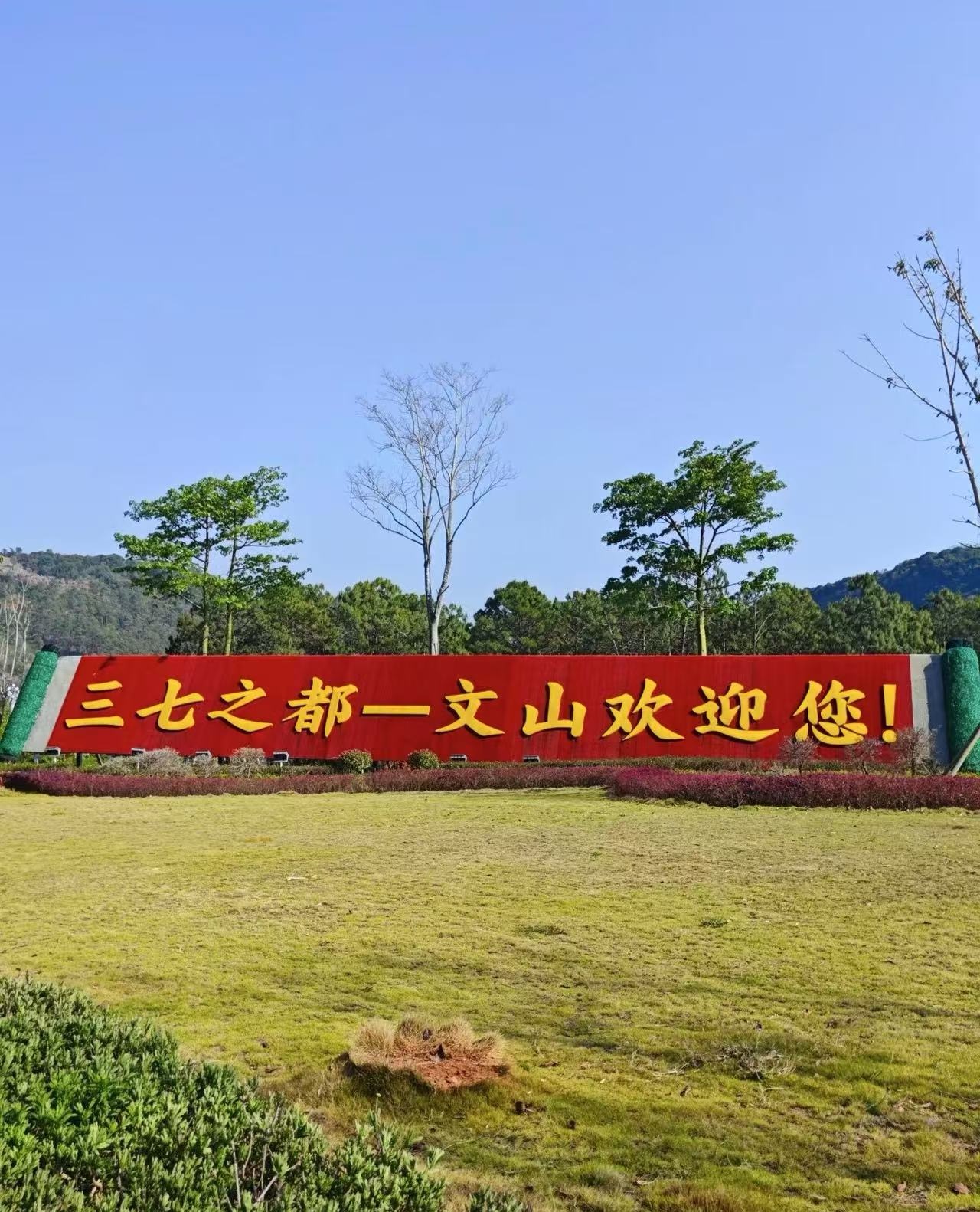 张淑光云南文山三七的原产地，自己家种植的三七，一手货源，质量有保证，价格实惠
