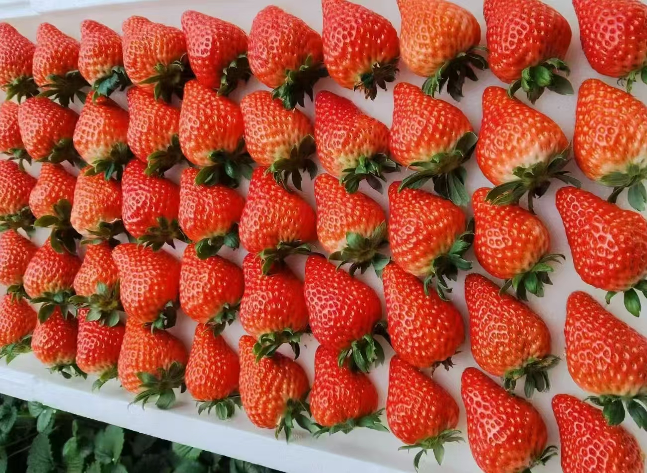 李睿正宗丹东九九草莓供应链，一件代发，微商电商均可合作，价格优势明显