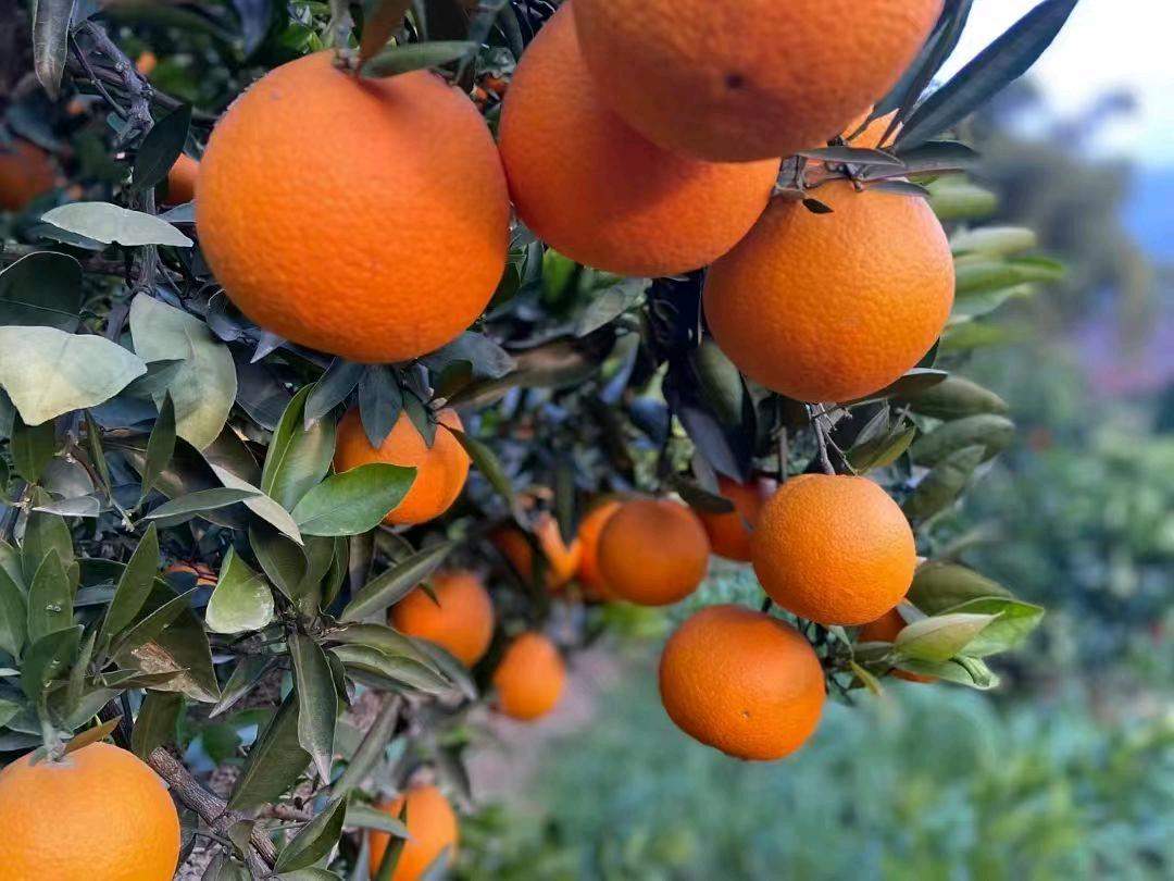 黄传佳品牌货源重庆奉节脐橙